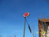 100_7137.JPG